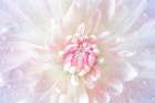 USA, Washington State, Seabeck. Close-up of dahlia flower with water drops. Art Print
